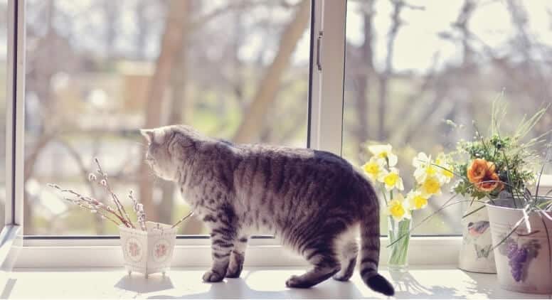 Kat voor raam